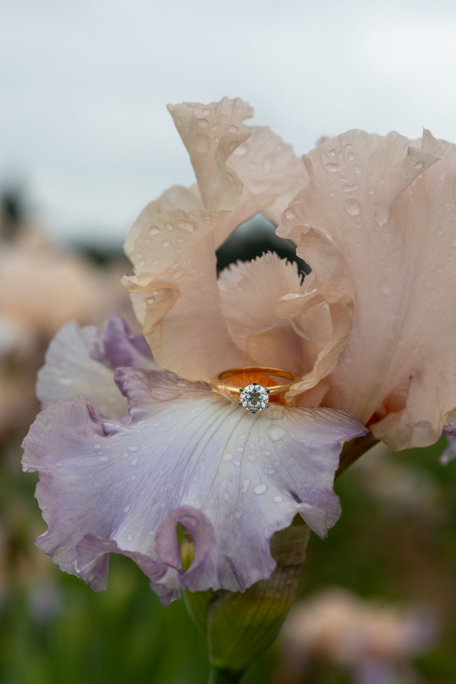 Engagement ring nestled in a dew-covered iris bloom